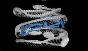 CT scan of a cat-eyed snake (Leptodeira septentrionalis) reveals a frog (blue skeleton) in its digestive tract. Snake specimen from U-M's Museum of Zoology. Image credit: Ramon Nagesan, University of Michigan Museum of Zoology.