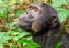 A chimpanzee in Kibale National Park, Uganda.