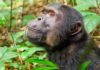 Primates’ ancestors may have left trees to survive asteroid A chimpanzee in Kibale National Park, Uganda.