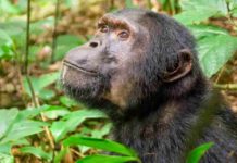 Primates’ ancestors may have left trees to survive asteroid A chimpanzee in Kibale National Park, Uganda.