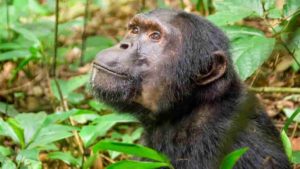 A chimpanzee in Kibale National Park, Uganda. 