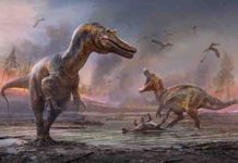 Two new species of large predatory dinosaur discovered on Isle of Wight, UK Image: Artists impression of newly identified species Credit: Anthony Hutchings