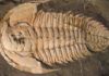 What to do if you find fossils or artifacts A trilobite fossil, Redlichia rex found at Emu Bay, Kangaroo Island – a marine creature that lived over 500 million years ago during the Cambrian period. Credit: Macquarie University