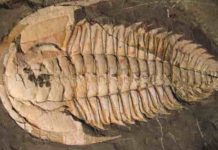 A trilobite fossil, Redlichia rex found at Emu Bay, Kangaroo Island – a marine creature that lived over 500 million years ago during the Cambrian period. Credit: Macquarie University