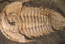 What to do if you find fossils or artifacts A trilobite fossil, Redlichia rex found at Emu Bay, Kangaroo Island – a marine creature that lived over 500 million years ago during the Cambrian period. Credit: Macquarie University