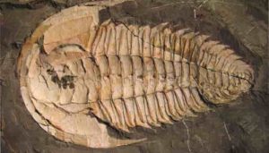 A trilobite fossil, Redlichia rex found at Emu Bay, Kangaroo Island – a marine creature that lived over 500 million years ago during the Cambrian period. Credit: Macquarie University