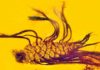 A first in fossil research: Seeds sprouting from an amber-encased pine cone germinating fossil pine cone