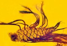 A first in fossil research: Seeds sprouting from an amber-encased pine cone germinating fossil pine cone