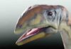 ‘Cold bone’: Researchers discover first dinosaur species that lived on Greenland 214 million years ago Living reconstruction of Issi saaneq / Photo: Victor Beccari