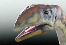 ‘Cold bone’: Researchers discover first dinosaur species that lived on Greenland 214 million years ago Living reconstruction of Issi saaneq / Photo: Victor Beccari