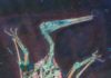 Muscular wing-body junction improved Pterosaur flight performance Laser-stimulated fluorescence imaging of a pterosaur fossil reveals flight-related soft tissues. The imaging revealed a muscular wing root fairing that smooths airflow around the wing-body junction and reduces drag, as in the wing root fairings of modern aeroplanes. (Image credit: Michael Pittman)