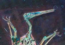 Muscular wing-body junction improved Pterosaur flight performance Laser-stimulated fluorescence imaging of a pterosaur fossil reveals flight-related soft tissues. The imaging revealed a muscular wing root fairing that smooths airflow around the wing-body junction and reduces drag, as in the wing root fairings of modern aeroplanes. (Image credit: Michael Pittman)