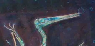 Laser-stimulated fluorescence imaging of a pterosaur fossil reveals flight-related soft tissues. The imaging revealed a muscular wing root fairing that smooths airflow around the wing-body junction and reduces drag, as in the wing root fairings of modern aeroplanes. (Image credit: Michael Pittman)