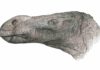 New species of iguanodontian dinosaur discovered from Isle of Wight Brighstoneus simmondsi reconstruction. Credit: John Sibbick