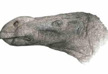 New species of iguanodontian dinosaur discovered from Isle of Wight Brighstoneus simmondsi reconstruction. Credit: John Sibbick