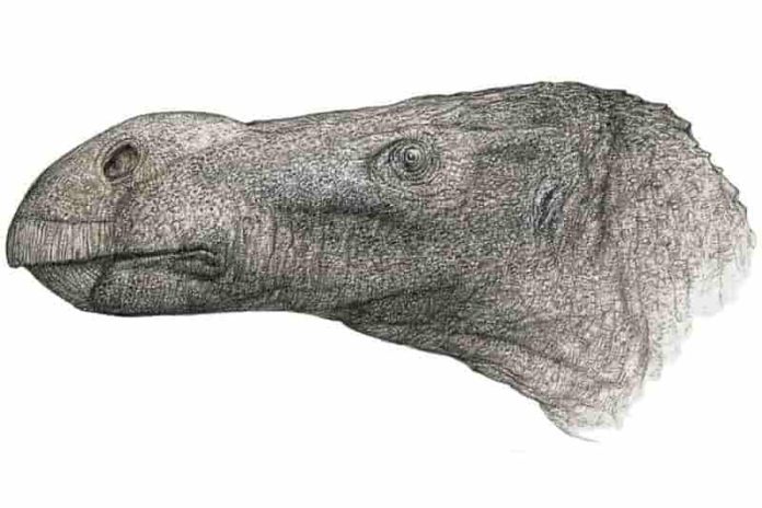 new dinosaur discovered 2021