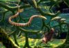 Paleontologists debunk fossil thought to be missing link between lizards and first snakes “In the shallows near shore, Tetrapodophis amplectus glides through a tangle of branches from the conifer Duartenia araripensis that have fallen into the water, sharing this habitat with a water bug in the family Belostomatidae and small fish (Dastilbe sp.).” Image credit: Julius Csotonyi