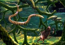 Paleontologists debunk fossil thought to be missing link between lizards and first snakes “In the shallows near shore, Tetrapodophis amplectus glides through a tangle of branches from the conifer Duartenia araripensis that have fallen into the water, sharing this habitat with a water bug in the family Belostomatidae and small fish (Dastilbe sp.).” Image credit: Julius Csotonyi