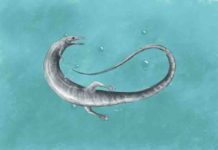 Rapidly evolving species more likely to go extinct, study suggests Pleurosaurus from the Late Jurassic, some 150 million years ago, of southern Germany, a remarkable, long-bodied swimming rhynchocephalian.