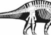 Tooth Fast, Tooth Curious? Long neck, long tail, tiny head, tiny teeth. These iconic, gargantuan dinosaurs developed a wholly unique dining strategy to support their massive size. Image by Stephanie Abramowicz, courtesy of the Natural History Museum of Los Angeles County (NHM).