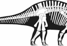 Tooth Fast, Tooth Curious? Long neck, long tail, tiny head, tiny teeth. These iconic, gargantuan dinosaurs developed a wholly unique dining strategy to support their massive size. Image by Stephanie Abramowicz, courtesy of the Natural History Museum of Los Angeles County (NHM).