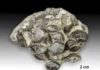 Uncovering the secrets behind Earth’s first major mass extinction Brachiopod fossils from the Ordovician Period outcrop on Anticosti Island, Quebec, Canada. (Credit: André Desrochers, University of Ottawa)
