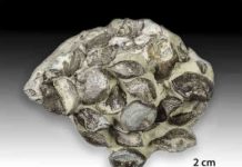 Uncovering the secrets behind Earth’s first major mass extinction Brachiopod fossils from the Ordovician Period outcrop on Anticosti Island, Quebec, Canada. (Credit: André Desrochers, University of Ottawa)