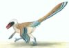 An ancient relative of Velociraptor is unearthed in Great Britain Vectiraptor greeni, a new fierce predatory dinosaur from the Isle of Wight. Image credit: Megan Jacobs