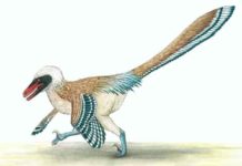 Vectiraptor greeni, a new fierce predatory dinosaur from the Isle of Wight. Image credit: Megan Jacobs