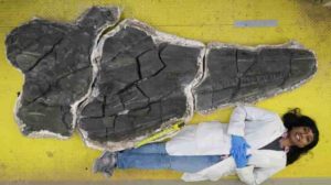 Natural History Museum of Los Angeles County (NHM) Dinosaur Institute volunteer Viji Shook lying next to the skull of Cymbospondylus youngorum for scale, during the preparation of the specimen. Photo by Martin Sander, courtesy of the Natural History Museum of Los Angeles County (NHM). 