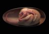 Exquisitely preserved embryo found inside fossilized dinosaur egg Life reconstruction of a close-to-hatching oviraptorosaur dinosaur embryo, based on the new specimen “Baby Yingliang.” Credit: Lida Xing
