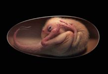 Exquisitely preserved embryo found inside fossilized dinosaur egg Life reconstruction of a close-to-hatching oviraptorosaur dinosaur embryo, based on the new specimen “Baby Yingliang.” Credit: Lida Xing