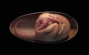 Life reconstruction of a close-to-hatching oviraptorosaur dinosaur embryo, based on the new specimen “Baby Yingliang.” Credit: Lida Xing