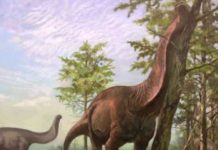 Sauropod dinosaurs were restricted to warmer regions of Earth Original artwork from scientific illustrator Emiliano Troco depicting a Brontosaurus (likely the most famous sauropod dinosaur) acting as an ecosystem engineer in a warm and vegetated landscape not dissimilar to modern-day savannah type biomes.