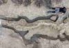 The World’s Largest Sea Dragon Unearthed in The UK Paleontologist Dean Lomax with the fossilized ichthyosaur. (Matthew Power Photography/Anglian Water)