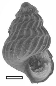 A 250-million-year-old fossil of a marine snail shell in pristine condition. The shell was one of the thousands examined in the study. Scale bar = 100 µm. Credit: William Foster et al.