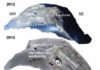 Hidden weaknesses within volcanoes may cause their collapse Nearly 10 yrs of drone surveys at Merapi volcano highlights the importance of hydrothermal weakening and structures hidden beneath younger lavas. A fracture system that formed in 2012 was subsequently buried under new lava in 2018. Only a year later, the new lava dome that formed in 2018 showed signs of instability and collapse along the previously buried fracture system, implying that hidden weaknesses may be a key factor in controlling hazardous volcano collapse. Credit: Darmawan et al., (2022)