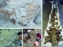Images of different fossil remains of Abditosaurus kuehnei at the Orcau-1 site (a), the excavation process (b and c) and the neck after fossil preparation (d).