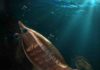 New fossil reveals origin of arthropod breathing system Erratus Sperare - the new missing link fossil