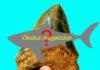 New research bites holes into theories about Megalodons True body shape of the ancient Megalodon remains a mystery. (Phillip Sternes/UCR/DePaul)
