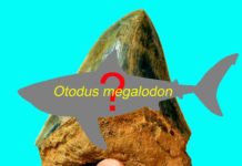True body shape of the ancient Megalodon remains a mystery. (Phillip Sternes/UCR/DePaul)