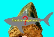 New research bites holes into theories about Megalodons True body shape of the ancient Megalodon remains a mystery. (Phillip Sternes/UCR/DePaul)