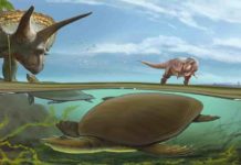 Newly identified softshell turtle lived alongside T. rex and Triceratops An imagined scene from the end of the Cretaceous Period, more than 66 million years ago, has the newly identified softshell turtle Hutchemys walkerorum dwelling alongside iconic species from the Age of the Dinosaurs. (Image: Sergey Krasovskiy)