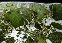 Traces of life in the Earth’s deep mantle Kimberlites are complex rocks that came to the Earth's surface from great depths. The picture shows a thin section of a carbonate-​rich kimberlite. (Photograph: David Swart / Messengers of the Mantle Exhibition)