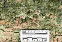 Large Mesozoic Marine Reptile Described Vertebrate bones exposed during fieldwork in the Zhebao region of Guangxi ProvinceThe arrows indicate ribs, exposed in cross-section