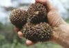 Dinosaur extinction changed plant evolution The large, woody fruits of the Manicaria saccifera palm that depend on large animals for their dispersal. (Picture: John Dransfield, Royal Botanic Gardens, Kew)