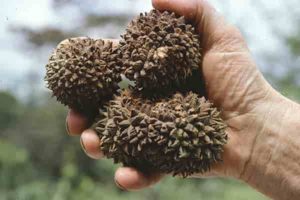 The large, woody fruits of the Manicaria saccifera palm that depend on large animals for their dispersal. (Picture: John Dransfield, Royal Botanic Gardens, Kew)