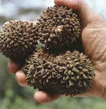 The large, woody fruits of the Manicaria saccifera palm that depend on large animals for their dispersal. (Picture: John Dransfield, Royal Botanic Gardens, Kew)
