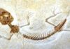 The fossil of Jurassic lizard Eichstaettisaurus. Credit: Jorge Herrera Flores