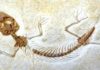 Researchers discover overlooked Jurassic Park of lizards The fossil of Jurassic lizard Eichstaettisaurus. Credit: Jorge Herrera Flores